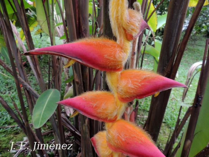 Heliconia regalis