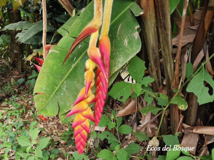 Heliconia regalis