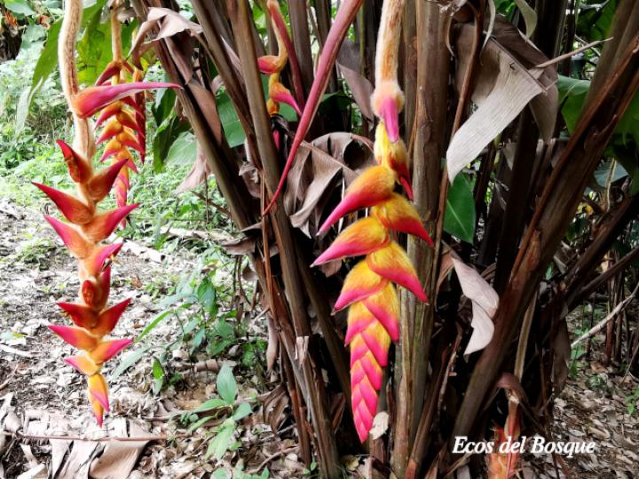 Heliconia regalis