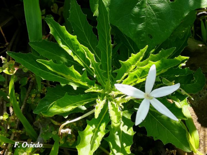 Lobelia longiflora (Estrella, Jazmincillo)