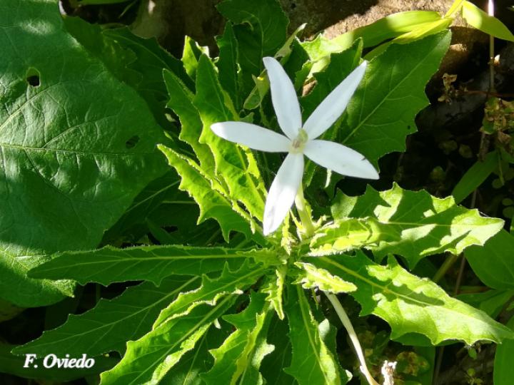 Lobelia longiflora (Estrella, Jazmincillo)