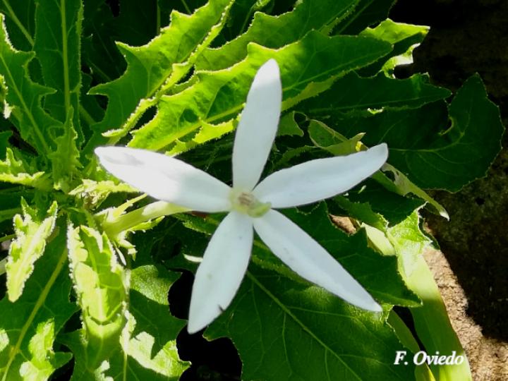 Lobelia longiflora (Estrella, Jazmincillo)