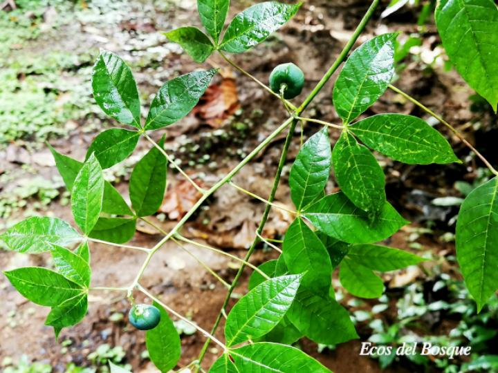 Manihot brachyloba (Yuca silvestre)