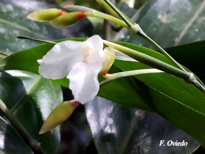 Maranta arundinacea (Sagú)