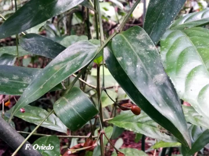 Maranta arundinacea (Sagú)