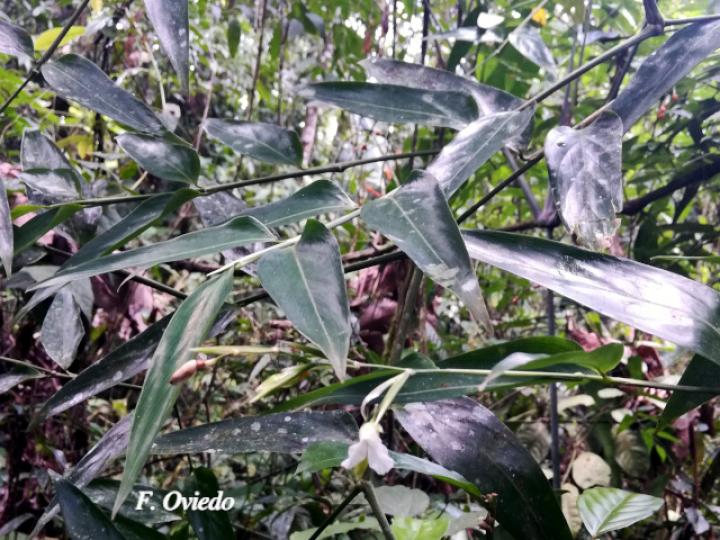 Maranta arundinacea (Sagú)