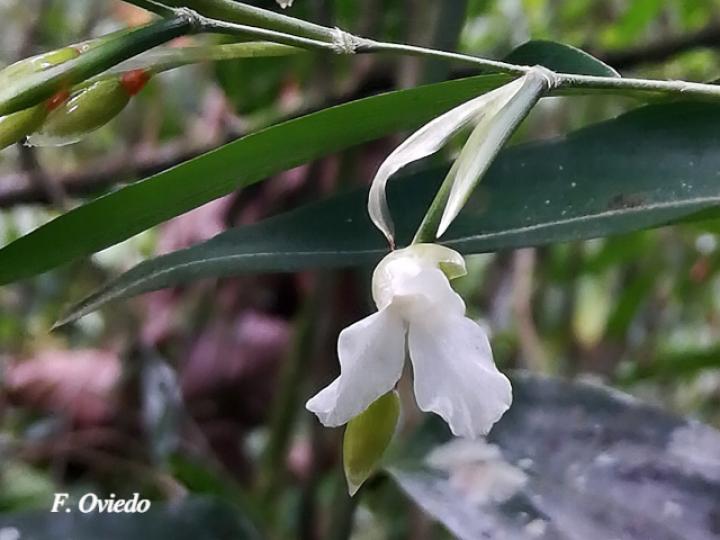 Maranta arundinacea (Sagú)