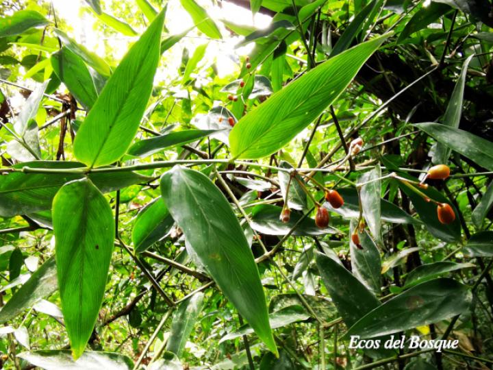 Maranta arundinacea (Sagú)