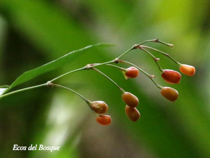 Maranta arundinacea (Sagú)