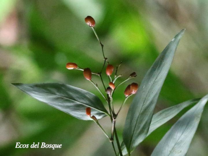 Maranta arundinacea (Sagú)