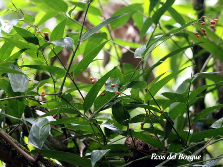 Maranta arundinacea (Sagú)