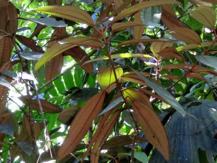 Miconia punctata