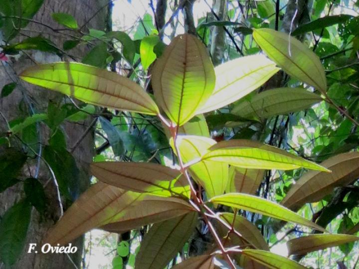 Miconia punctata