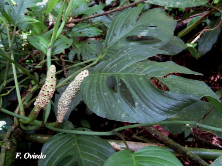 Monstera adansonii (Chirrivaca, Piñamona)