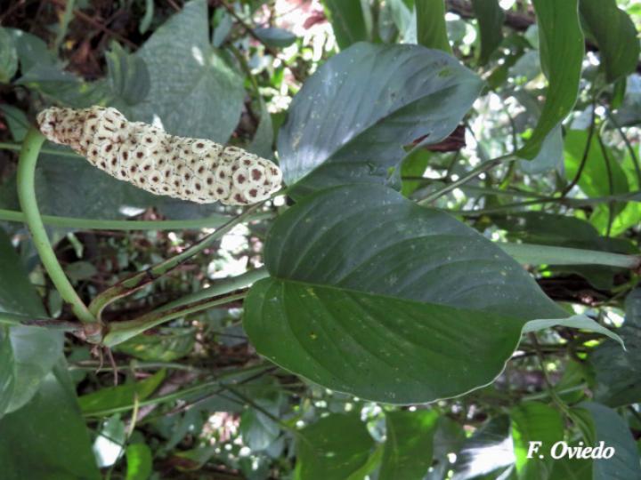 Monstera adansonii (Chirrivaca, Piñamona)
