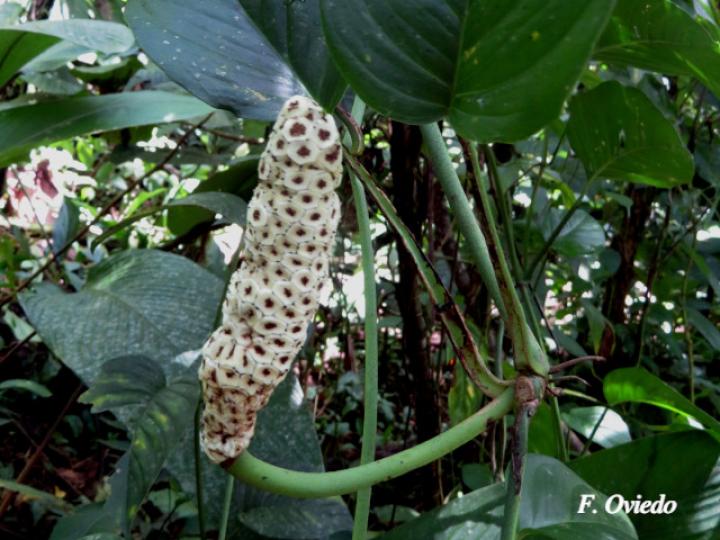 Monstera adansonii (Chirrivaca, Piñamona)