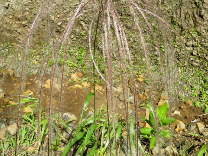 Paspalum saccharoides