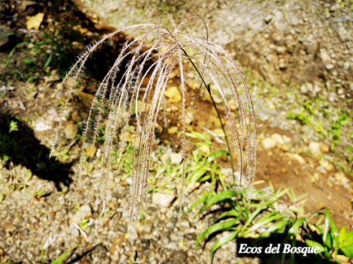 Paspalum saccharoides