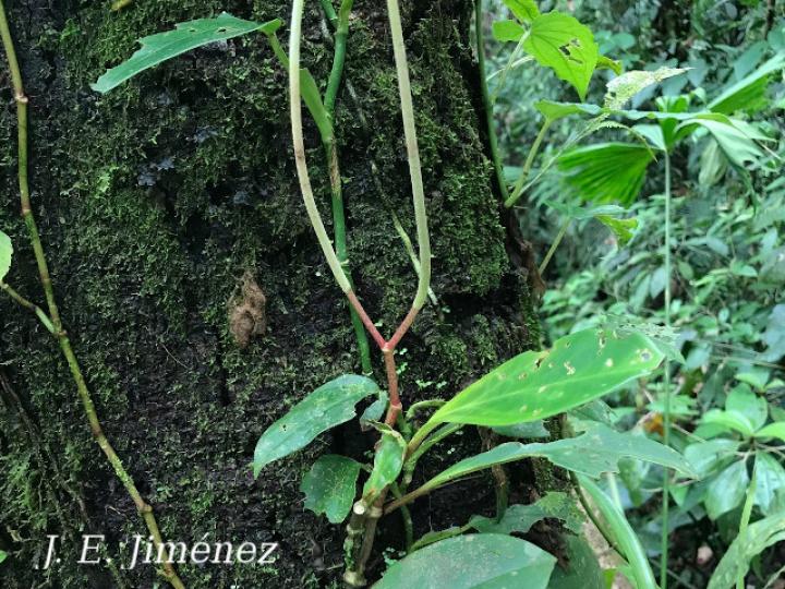Peperomia obtusifolia