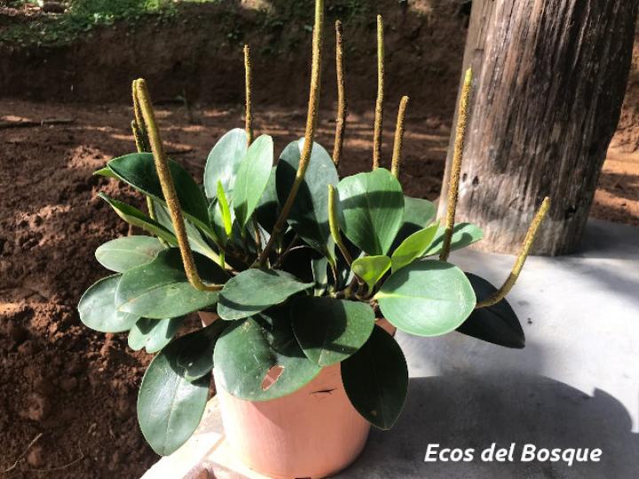 Peperomia obtusifolia