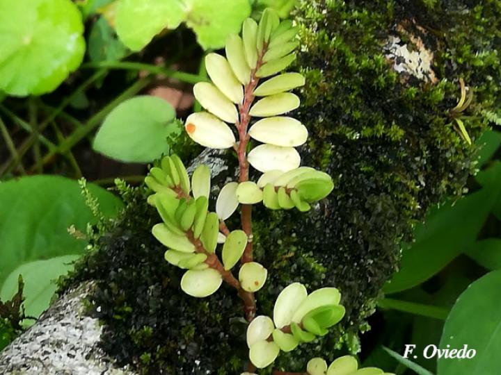 Peperomia oerstedii