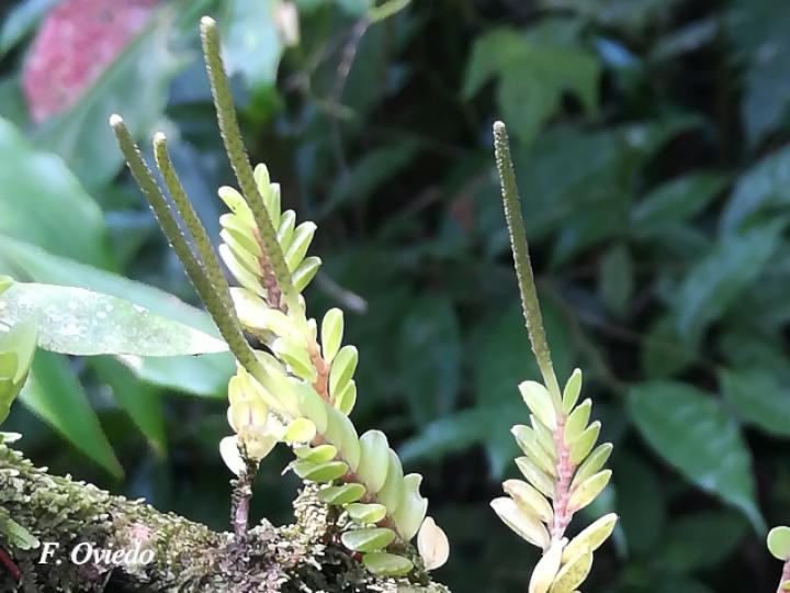 Peperomia oerstedii