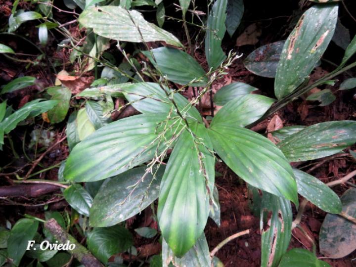 Pharus latifolius (Yerba de hierro)