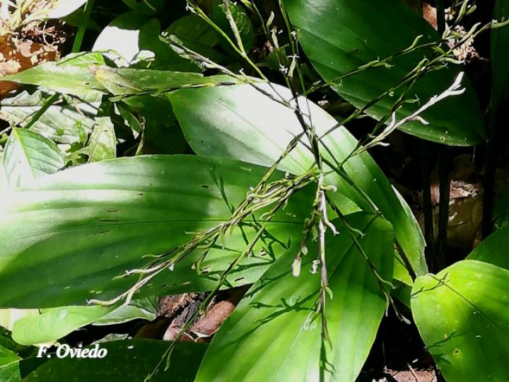 Pharus latifolius (Yerba de hierro)