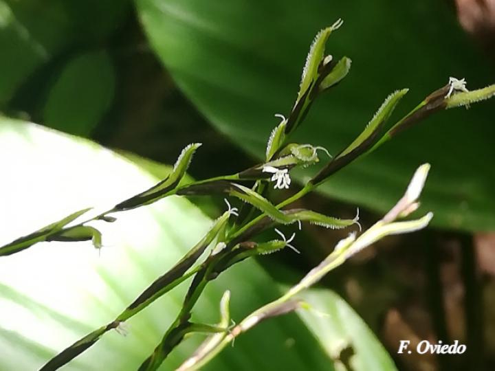 Pharus latifolius (Yerba de hierro)
