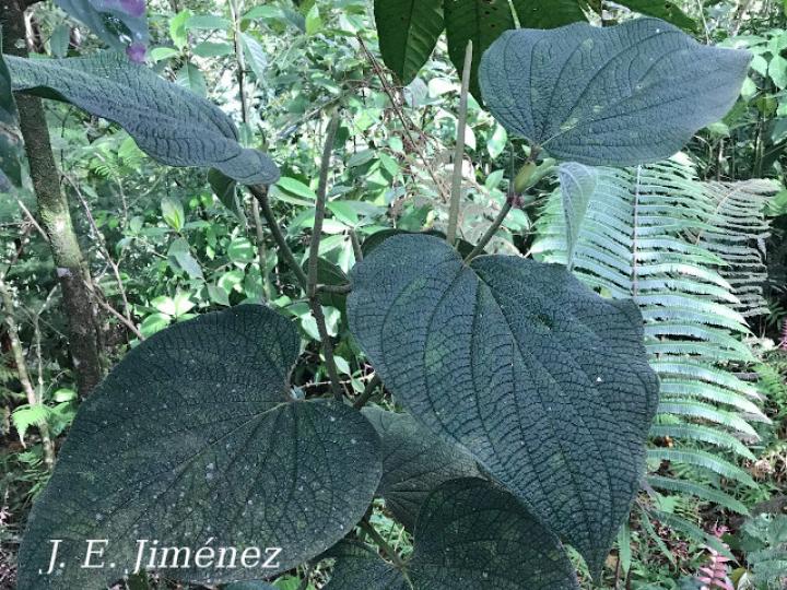 Piper corrugatum