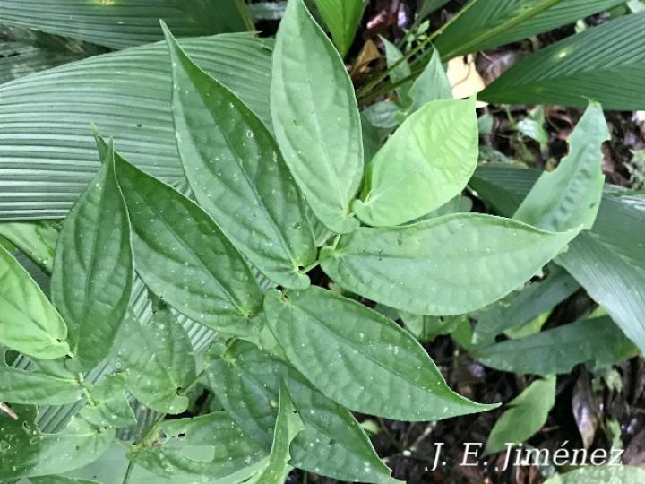 Piper otophorum