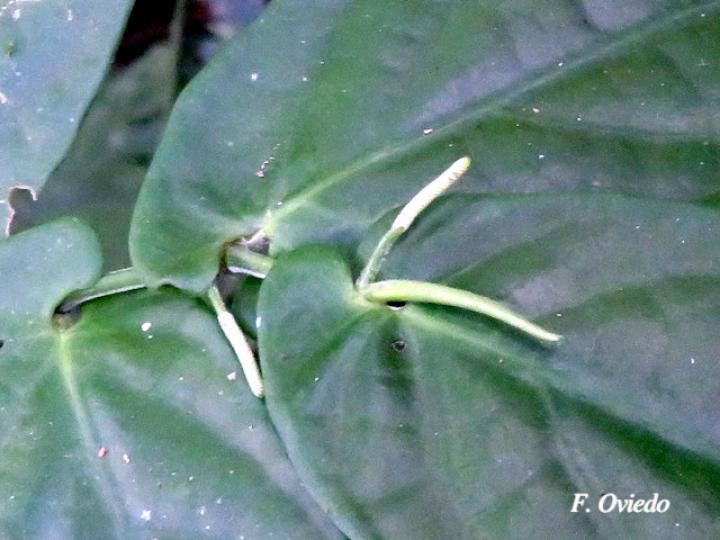 Piper otophorum