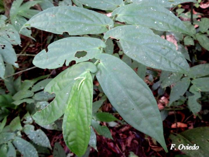 Piper otophorum