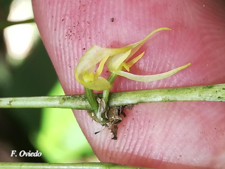 Pleurothallis ruscifolia