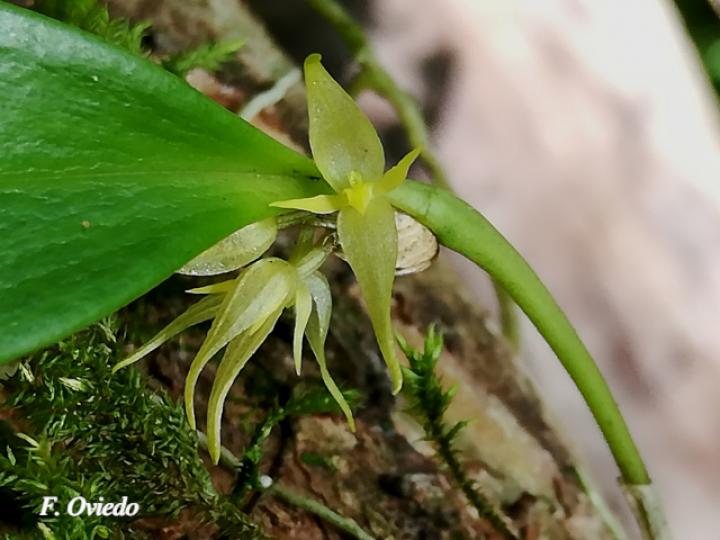 Pleurothallis ruscifolia