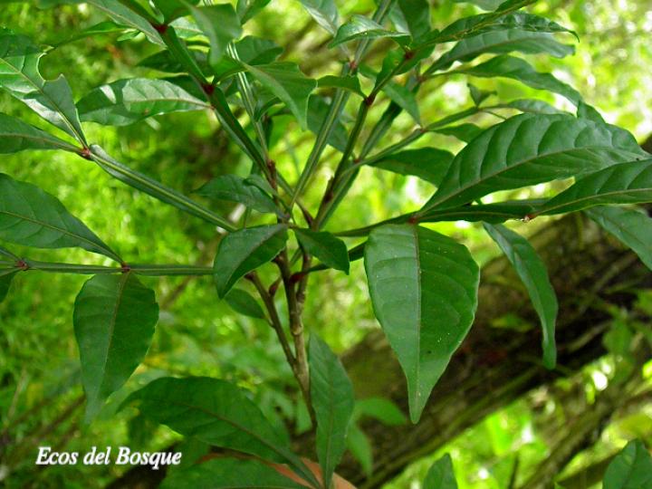 Quassia amara (Hombre grande)