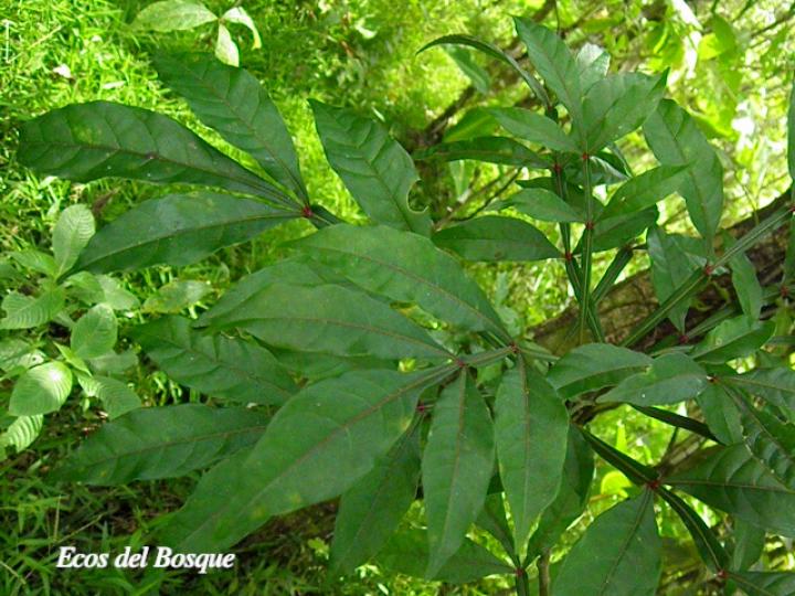 Quassia amara (Hombre grande)