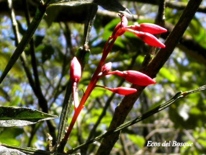 Quassia amara (Hombre grande)