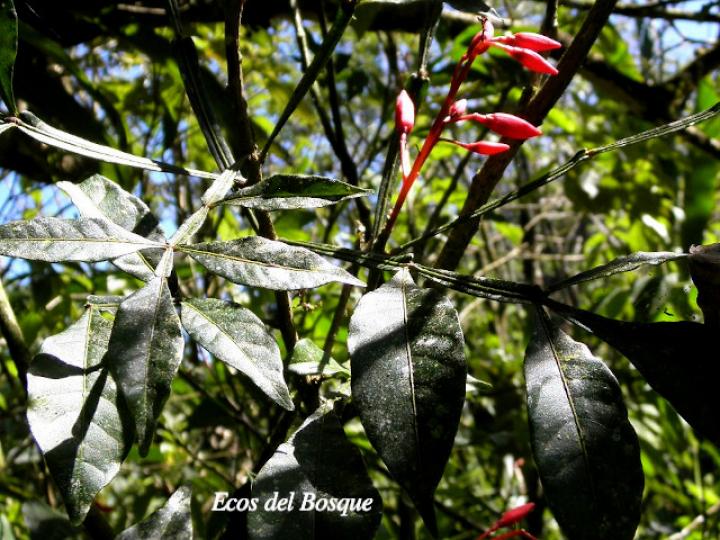 Quassia amara (Hombre grande)