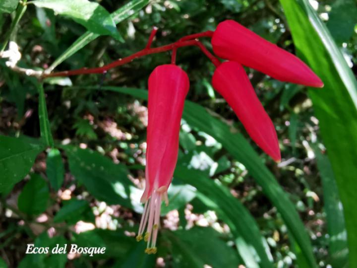 Quassia amara (Hombre grande)