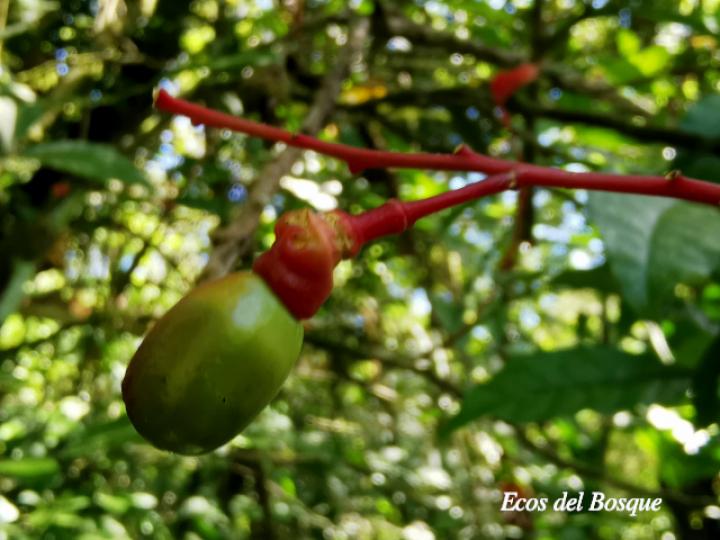 Quassia amara (Hombre grande)