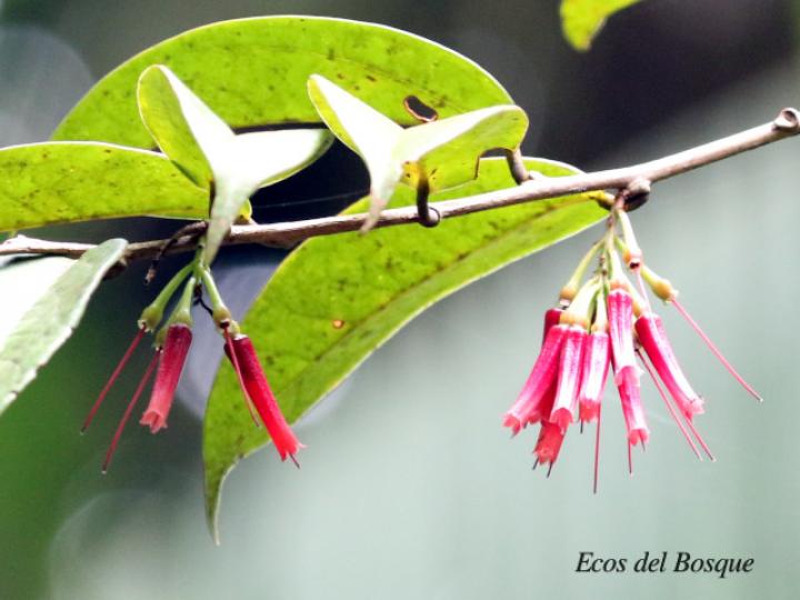Satyria panurensis (Colmillos)
