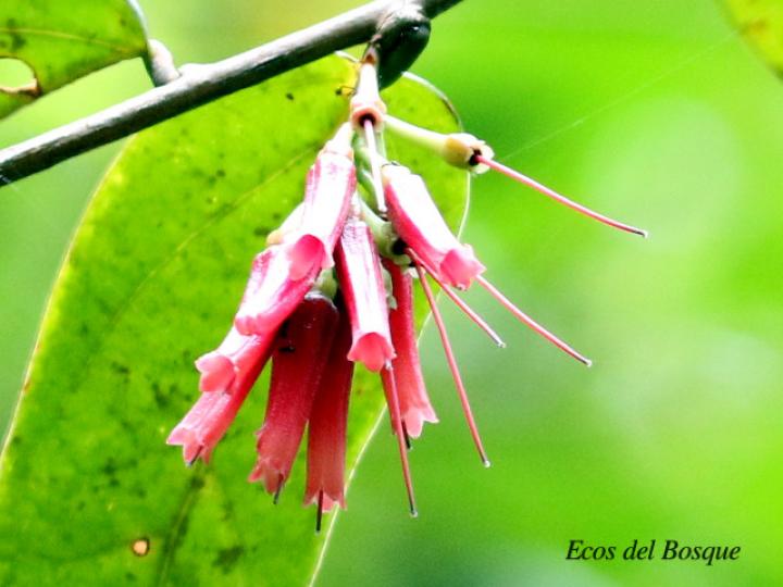 Satyria panurensis (Colmillos)