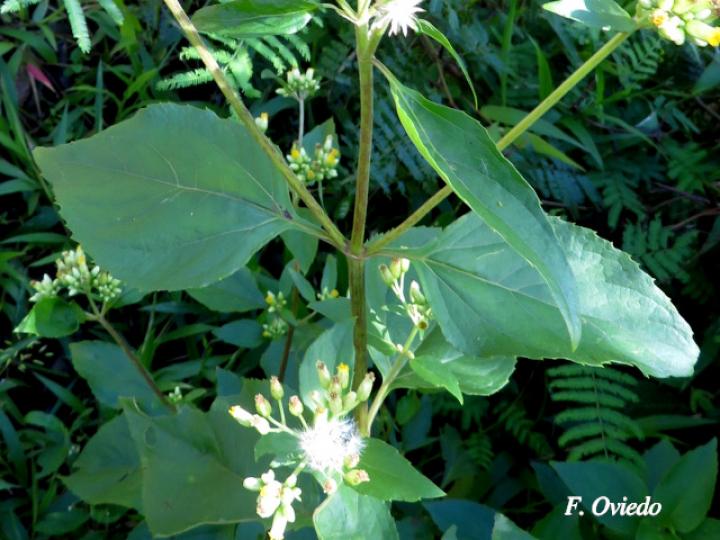 Schistocarpha eupatorioides