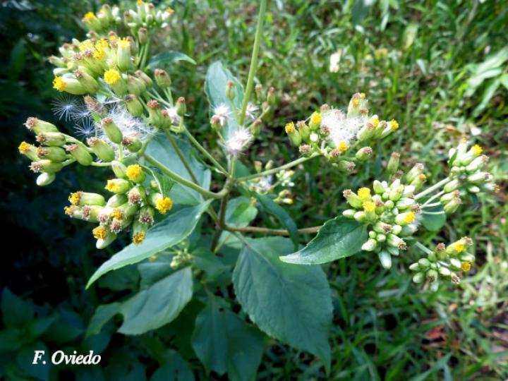 Schistocarpha eupatorioides