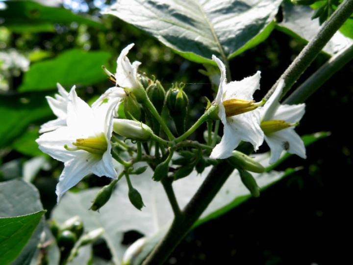 Solanum torvum (Berenjena cimarrona)