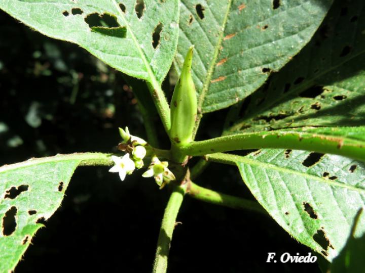 Sommera donnell-smithii