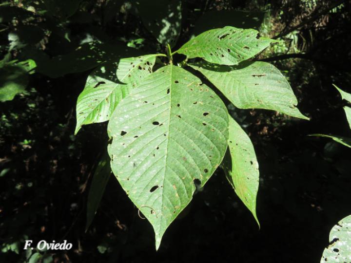 Sommera donnell-smithii