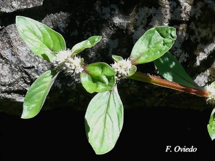 Spermacoce exilis