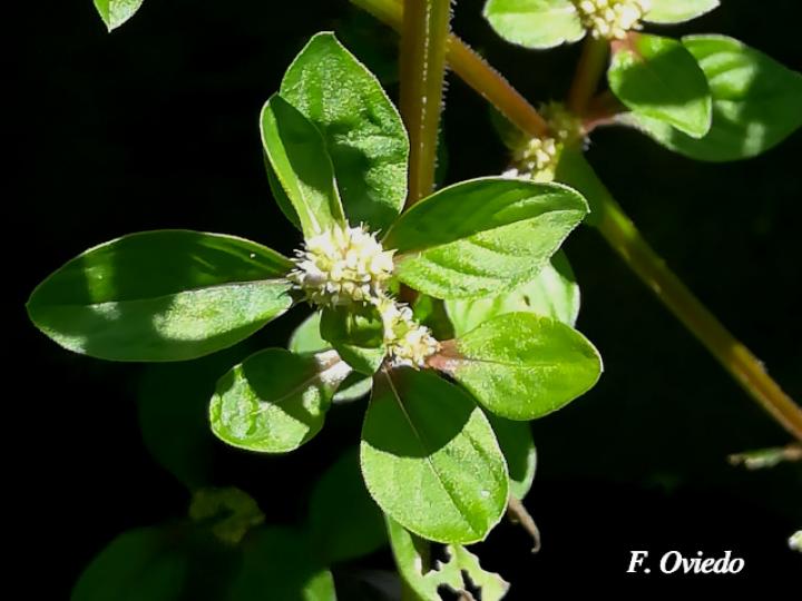 Spermacoce exilis